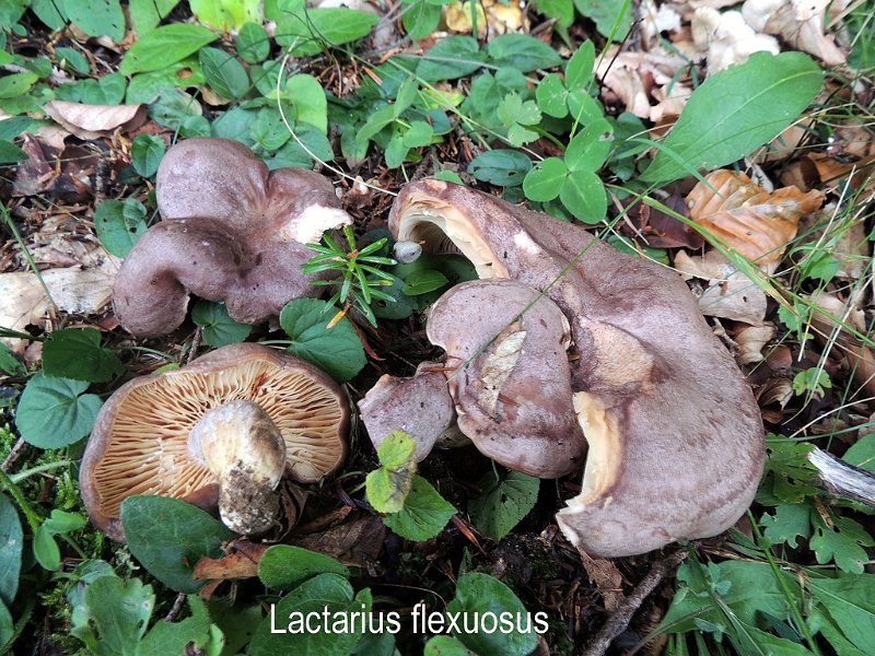 Lactarius flexuosus-amf2045-1.jpg - Lactarius flexuosus ; Syn: Lactarius constans ; Nom français: Lactaire flexueux